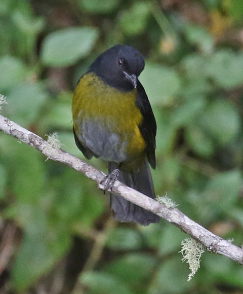 Black-and-yellow Silky-flycatcher