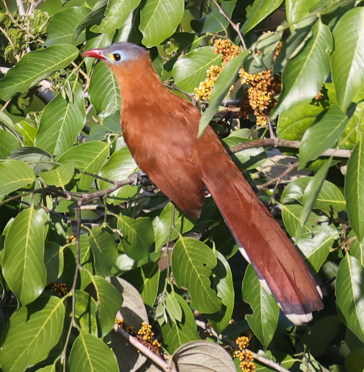 Black-bellied Cuckoo