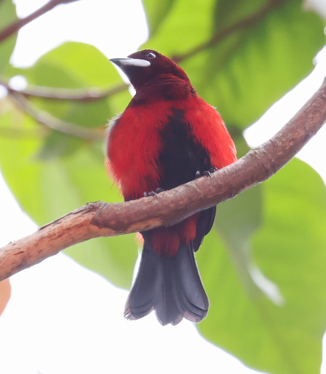 Black-bellied Tanager