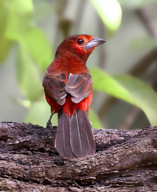 Black-bellied Tanager