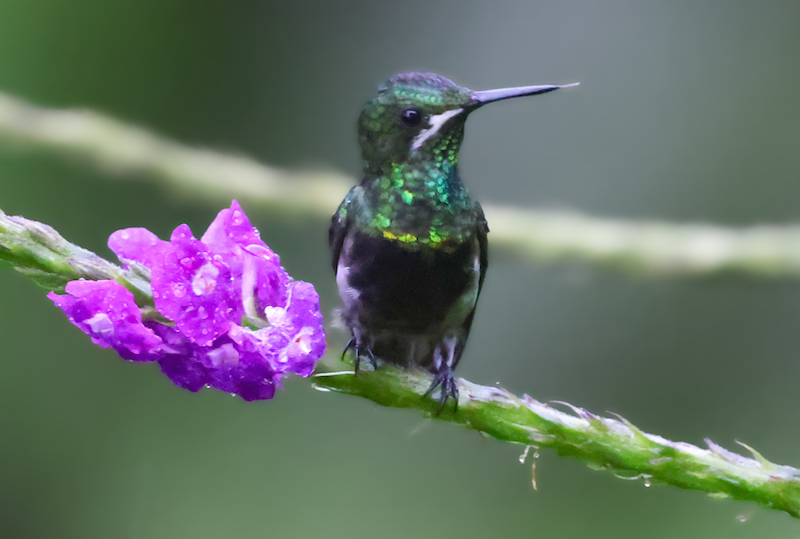 Black-bellied Thorntail