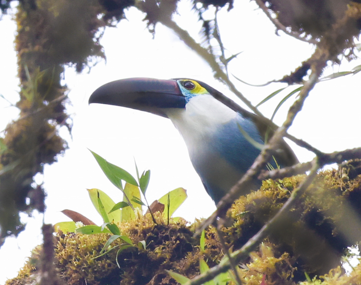Black-billed Mountain-toucan