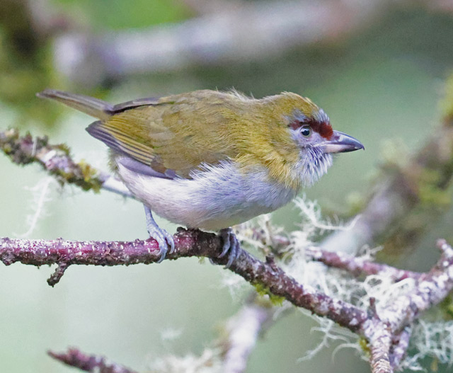 Black-billed Peppershrike