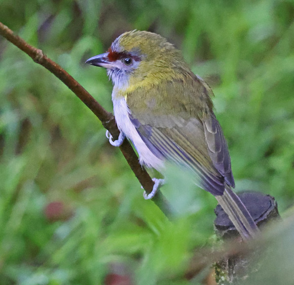 Black-billed Peppershrike