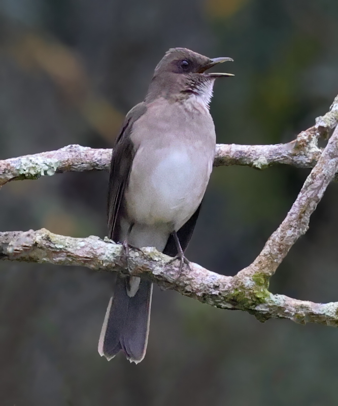Black-billed Thrush