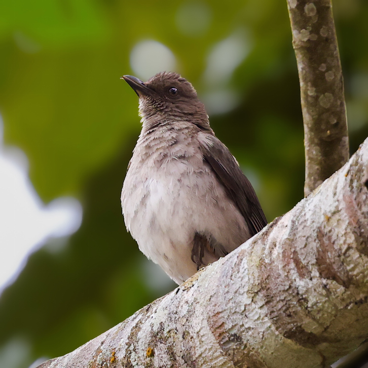 Black-billed Thrushr