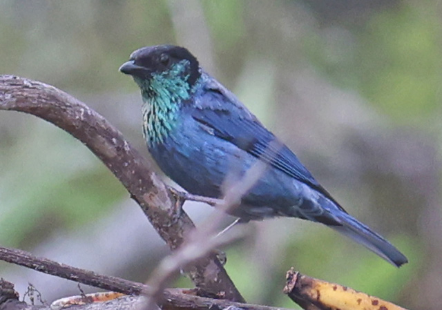 Black-capped Tanager