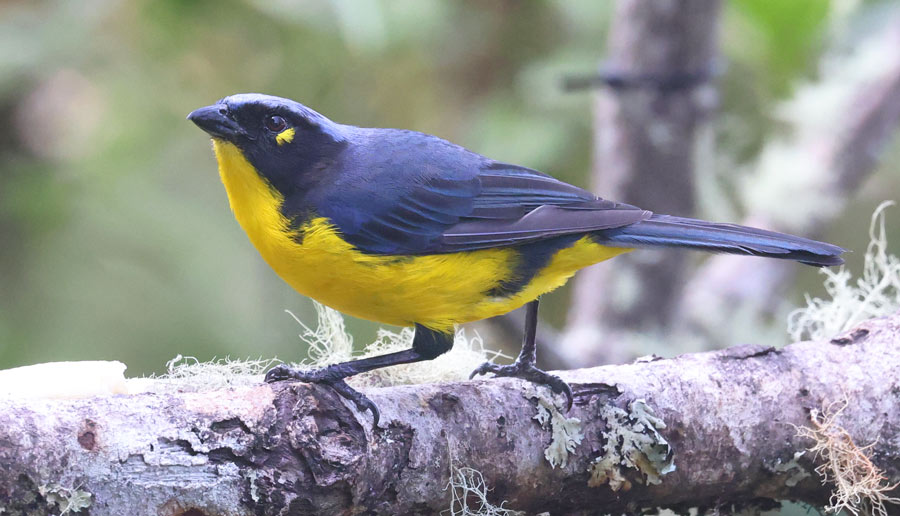 Black-cheeked Mountain-tanager