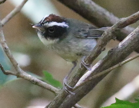 Black-cheeked Warbler