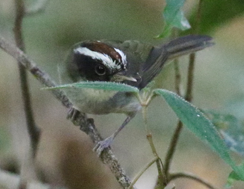 Black-cheeked Warbler