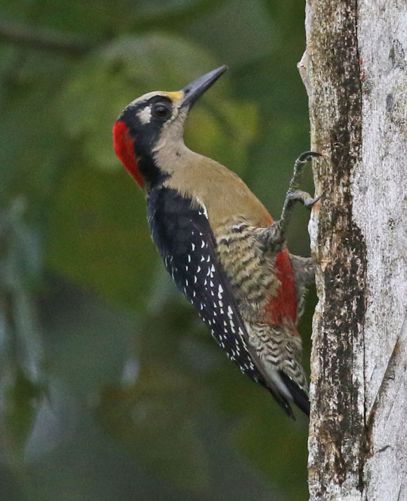 Black-cheeked Woodpecker