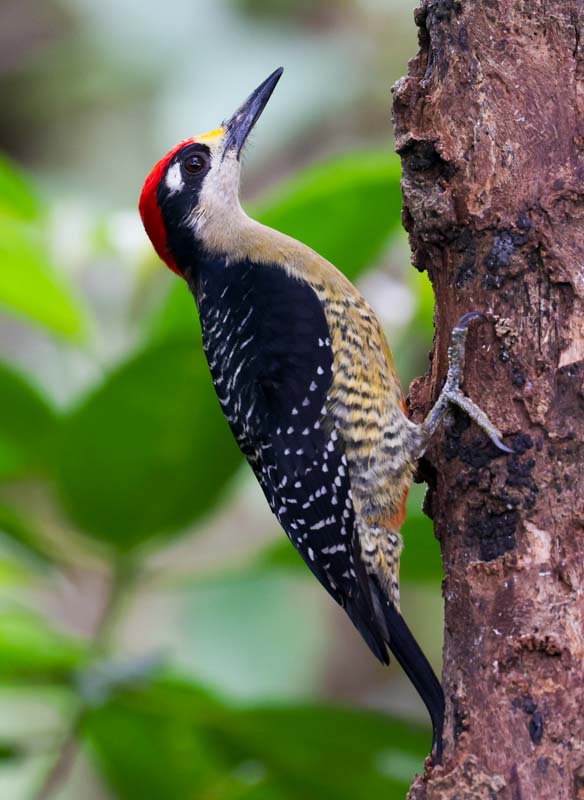 Black-cheeked Woodpecker