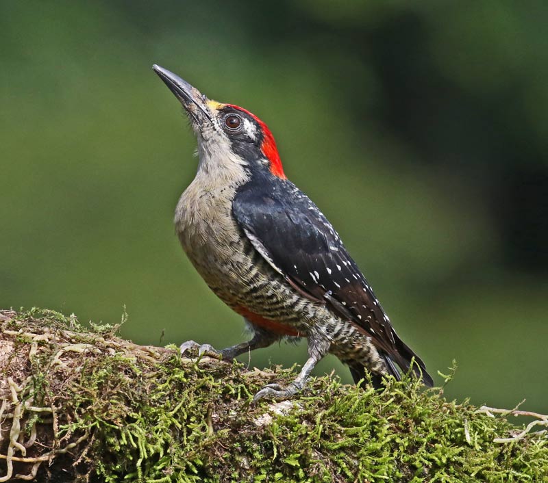 Black-cheeked Woodpecker