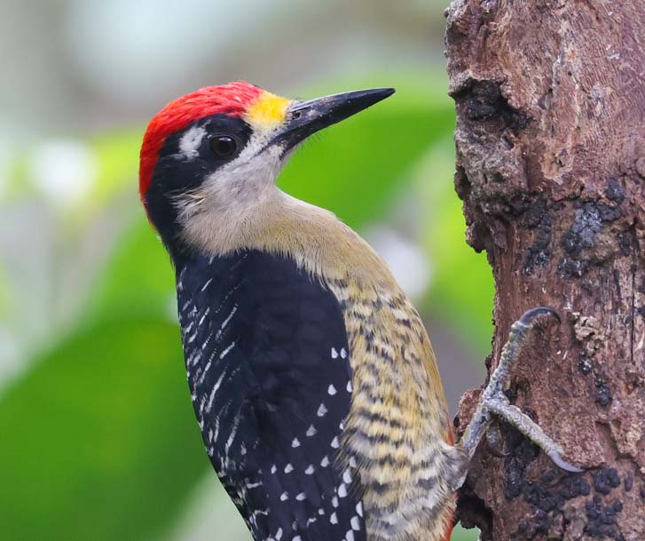 Black-cheeked Woodpecker
