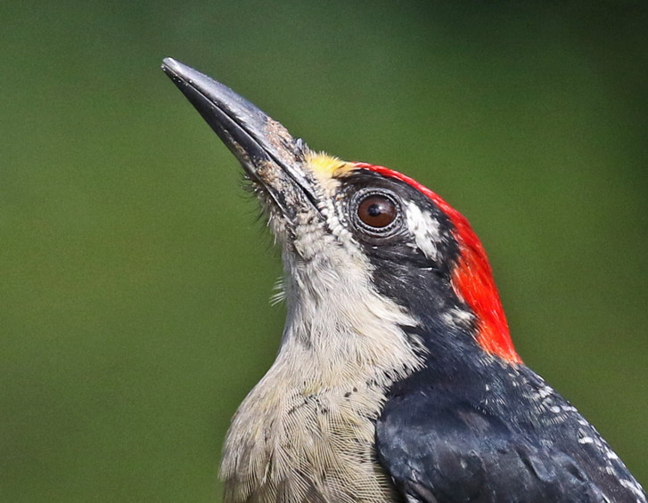 Black-cheeked Woodpecker