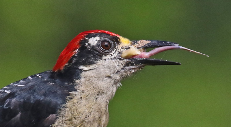 Black-cheeked Woodpecker