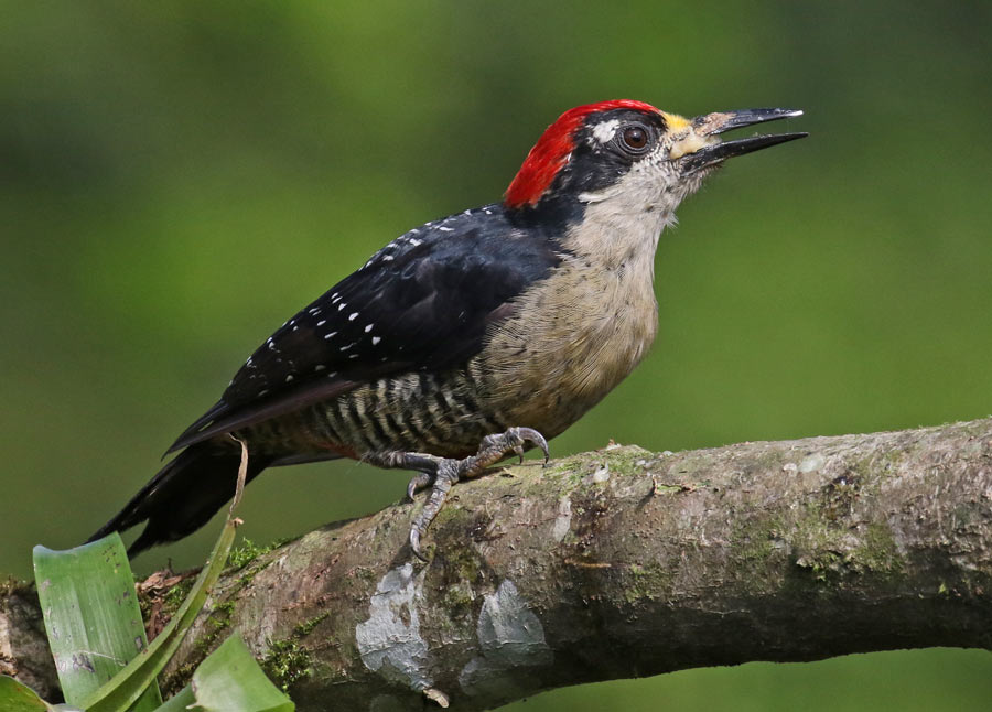 Black-cheeked Woodpecker