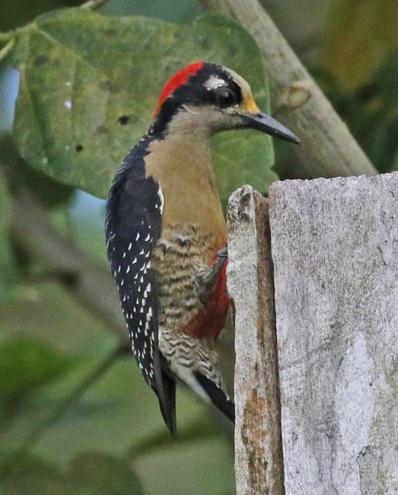 Black-cheeked Woodpecker