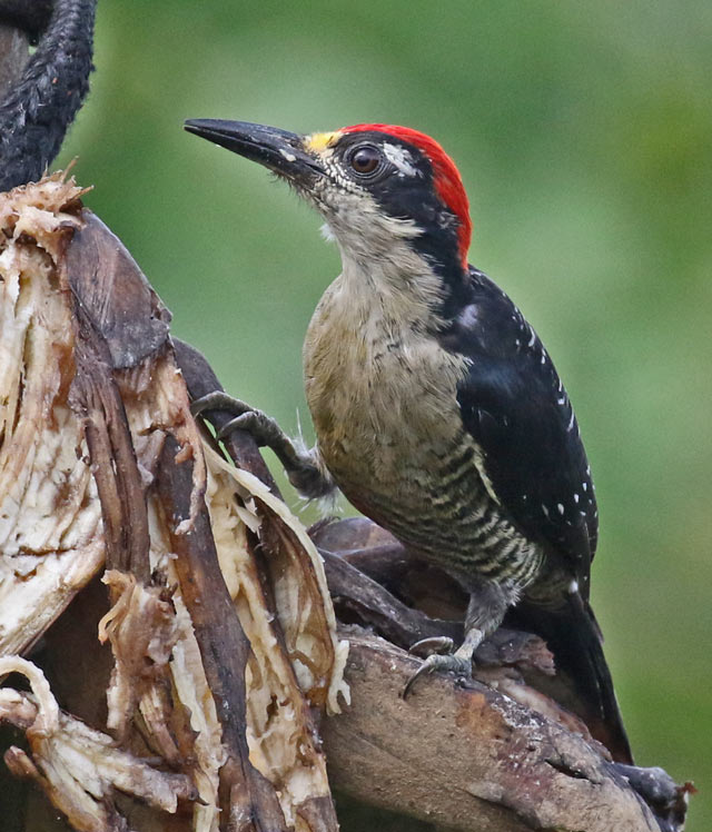 Black-cheeked Woodpecker