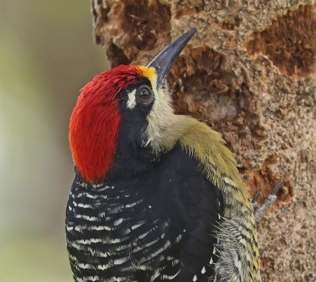 Black-cheeked Woodpecker