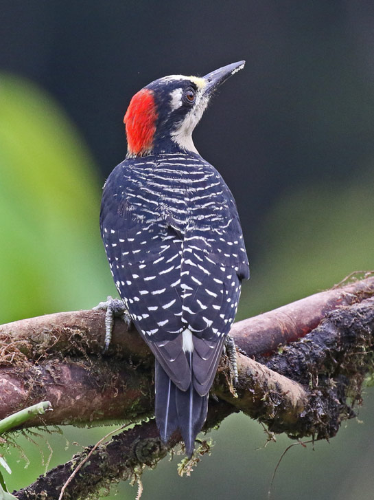 Black-cheeked Woodpecker