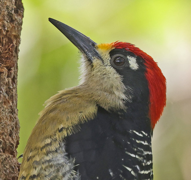 Black-cheeked Woodpecker