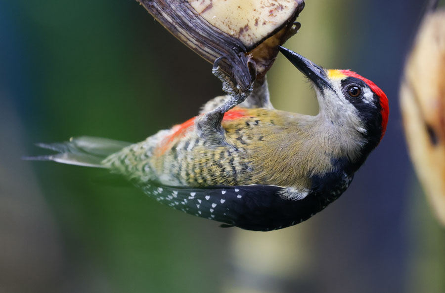 Black-cheeked Woodpecker