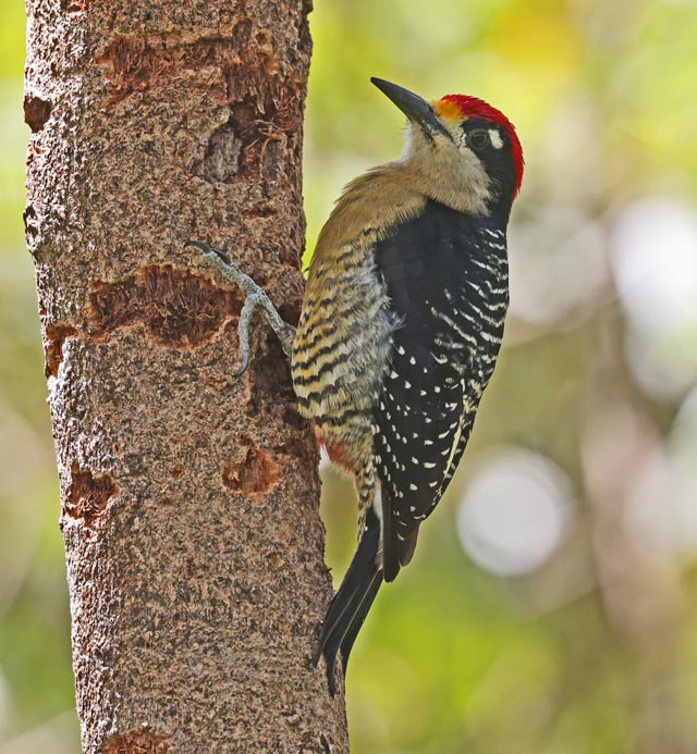 Black-cheeked Woodpecker