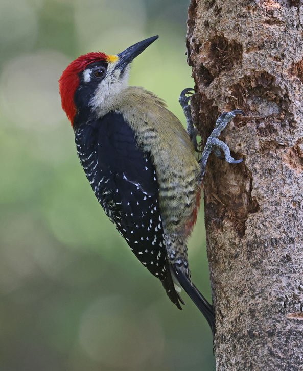 Black-cheeked Woodpecker