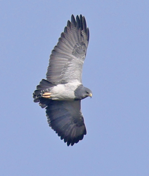 Black-chested Buzzard-eagle