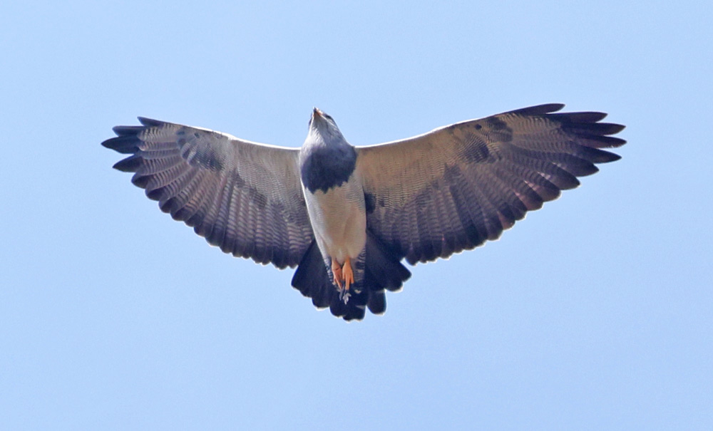 Black-chested Buzzard-eagle