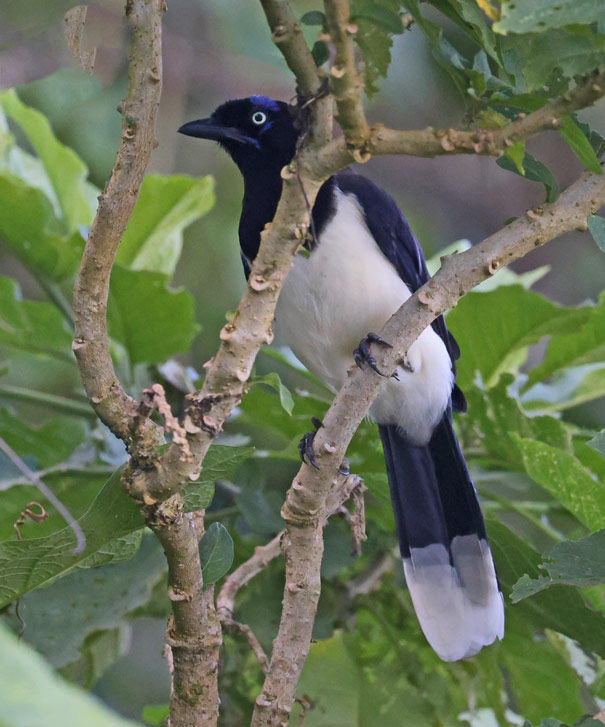 Black-chested Jay