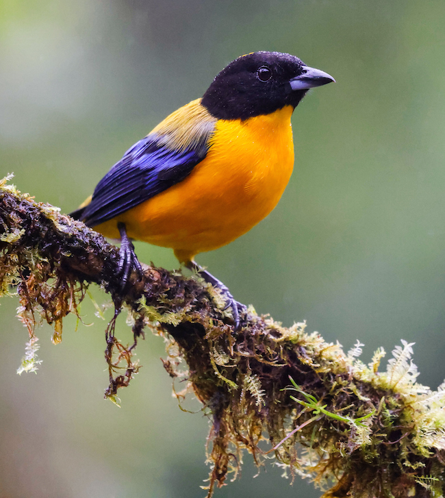 Black-chinned Mountain-tanager