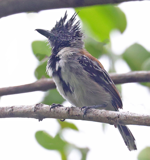 Black-crested Antshrike