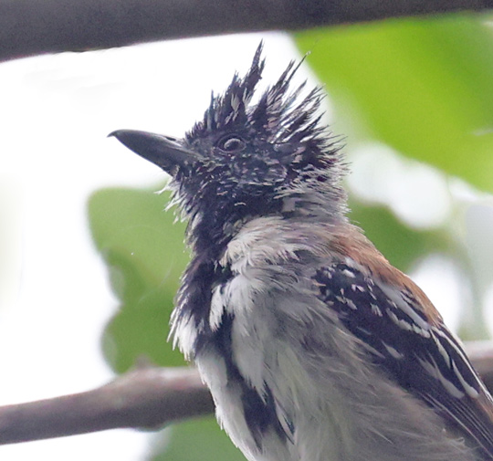 Black-crested Antshrike
