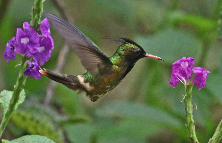Black-crested Coquette