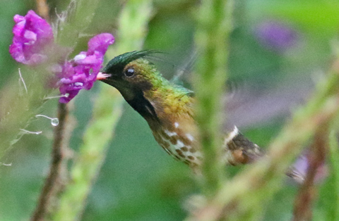 Black-crested Coquette