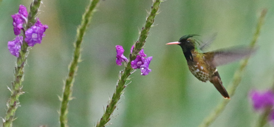 Black-crested Coquette