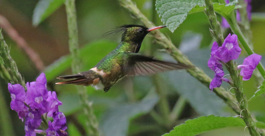 Black-crested Coquette