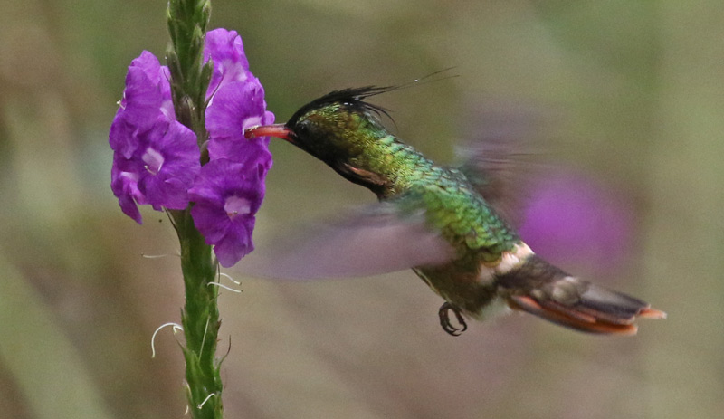 Black-crested Coquette