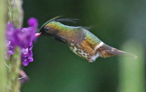 Black-crested Coquette