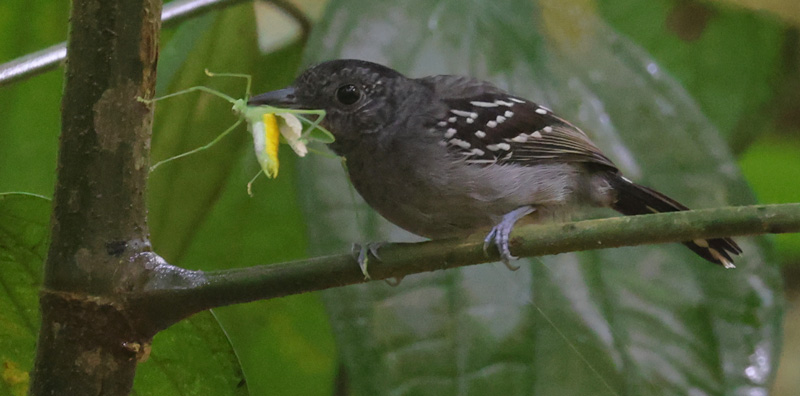 Black-crowned Antshrike