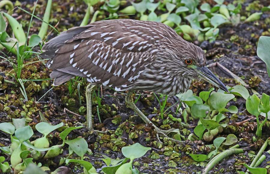 Black-crowned Night-heron (immature)