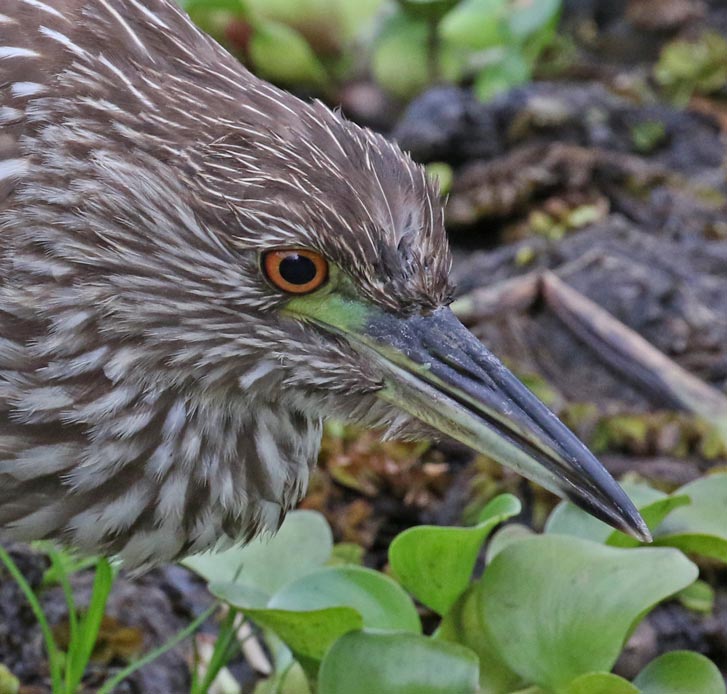 Black-crowned Night-heron (immature)