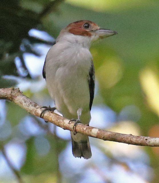 Black-crowned Tityra (female)