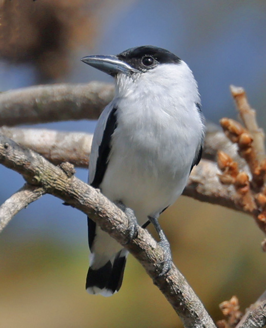 Black-crowned Tityra