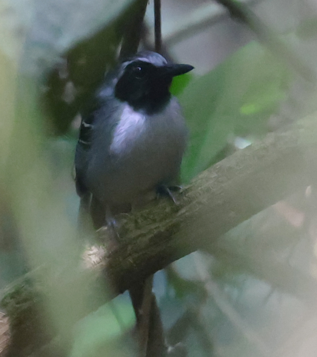 Black-faced Antbird