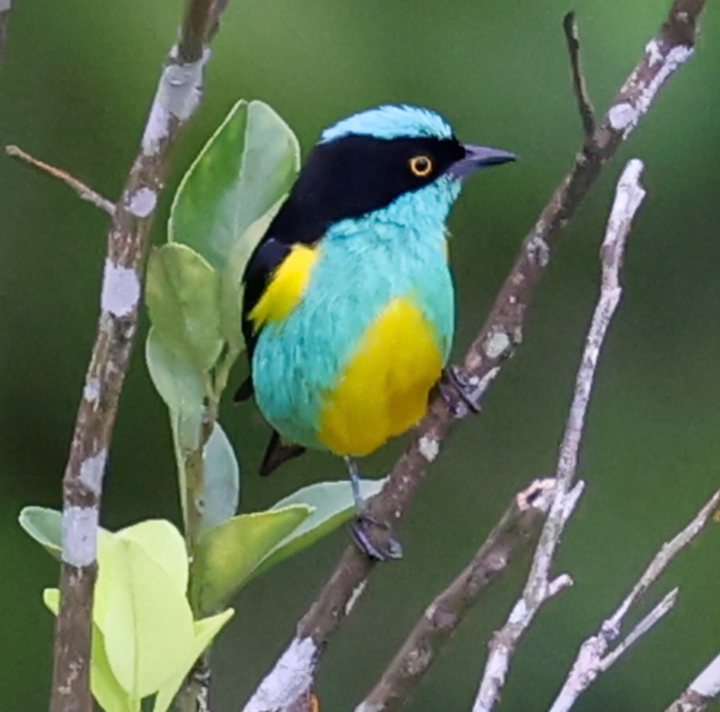 Black-faced Dacnis
