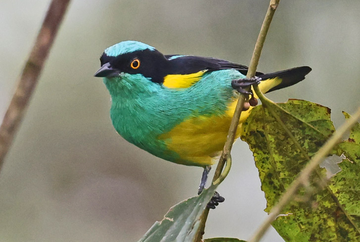 Black-faced Dacnis