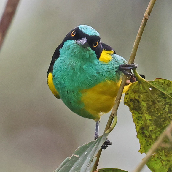 Black-faced Dacnis